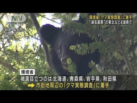 環境省が「クマ実態調査」に着手 “過去最悪”の東北など4道県で(2023年10月24日)