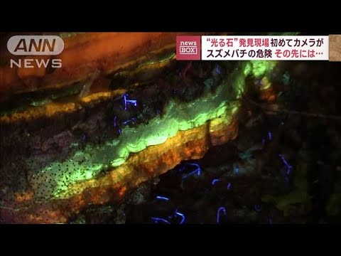 “光る石”発見現場に初めてカメラが　スズメバチの危険　その先には…(2023年10月24日)