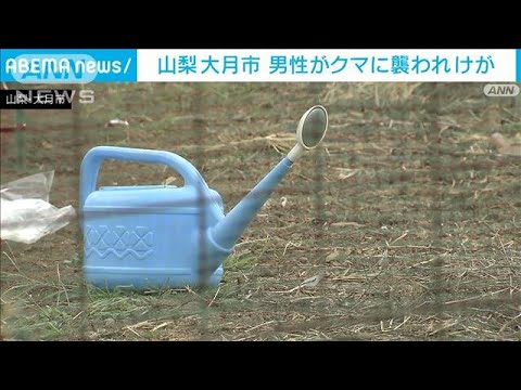 山梨・大月市でもクマ出現　農作業中の男性が襲われけが(2023年10月25日)