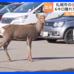 北海道ではシカが住宅街に出没「キツネは出たことあるけど…びっくり」｜TBS NEWS DIG