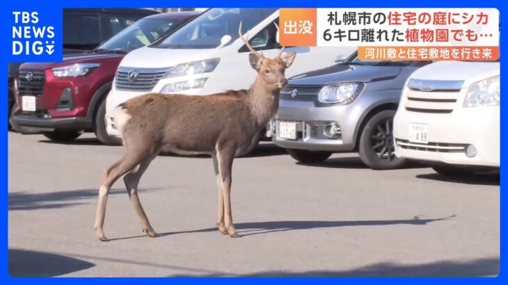 北海道ではシカが住宅街に出没「キツネは出たことあるけど…びっくり」｜TBS NEWS DIG