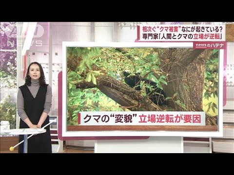 「人間とクマの立場が逆転している」専門家が指摘　相次ぐ“クマ被害”を分析(2023年10月25日)