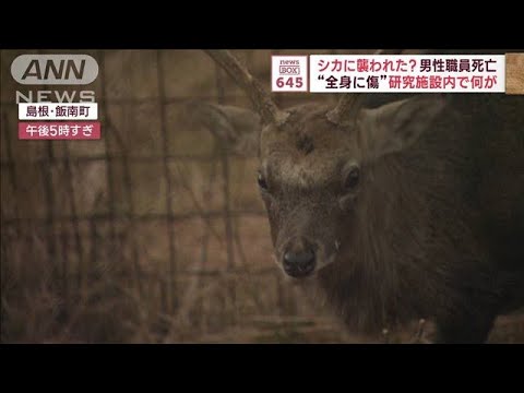 シカに襲われた？男性職員死亡　“全身に傷”研究施設内で何が(2023年10月25日)