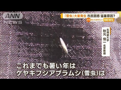 冬の訪れ告げる「雪虫」　札幌で大量発生…専門家「夏から秋の気温が高いと大発生に」【知っておきたい！】(2023年10月26日)