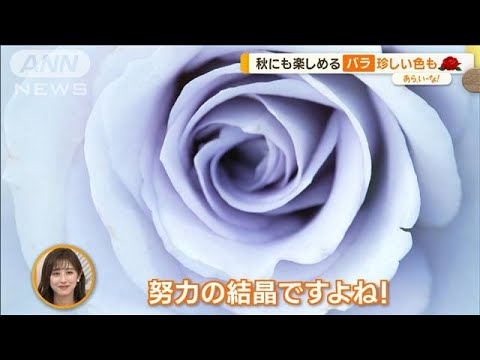 春だけじゃない！　実は見ごろ…“秋バラ”楽しみ方　「青いバラ」も？【あらいーな】(2023年10月26日)