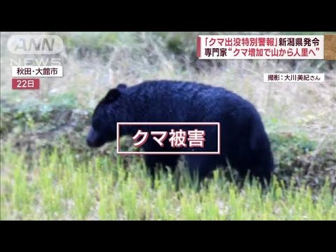 “獣害列島”新潟県にクマ出没特別警報、サルが児童襲う 居座りシカ 札幌駅まで300m(2023年10月26日)