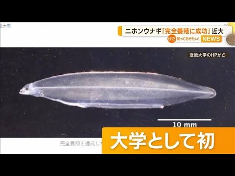 近畿大学　ニホンウナギの完全養殖に成功【知っておきたい！】(2023年10月27日)