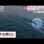 カヤックしてたら“人食いザメ”！？　“背びれ”に囲まれ長崎の海で恐怖(2023年10月27日)
