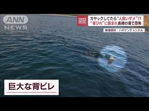 カヤックしてたら“人食いザメ”！？　“背びれ”に囲まれ長崎の海で恐怖(2023年10月27日)