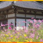 コースは年々難しく　迷路に挑戦しながら花を楽しむ「コスモス迷路」奈良・桜井市の安倍文殊院