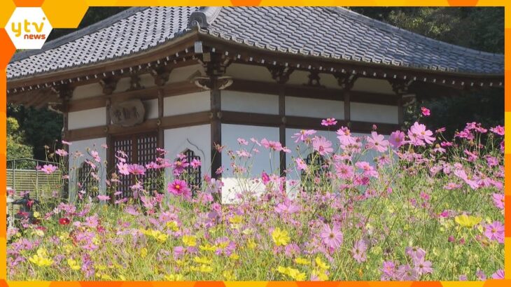 コースは年々難しく　迷路に挑戦しながら花を楽しむ「コスモス迷路」奈良・桜井市の安倍文殊院