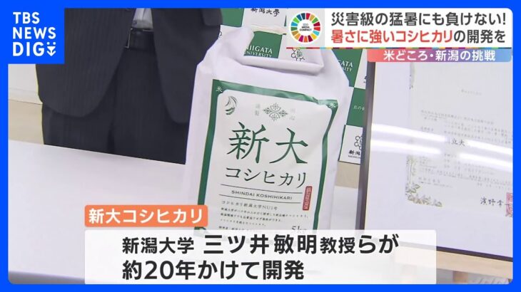 なぜ？魚沼産コシヒカリが灰色に…「農家始めて最悪の年」　“新潟県一丸”で猛暑に負けないコシヒカリ開発の挑戦｜TBS NEWS DIG