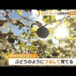 フルーツ並みに甘い？「天空かぼちゃ」　生でも食べられる…山梨新名物【あらいーな】(2023年10月30日)