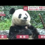 上野動物園生まれ　シャンシャン返還から8カ月　中国でも人気！？　東京からの客も(2023年10月9日)