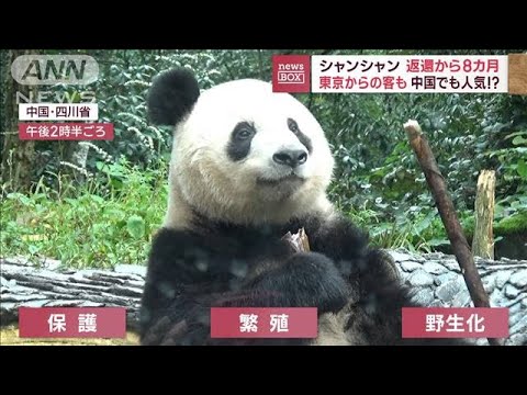 上野動物園生まれ　シャンシャン返還から8カ月　中国でも人気！？　東京からの客も(2023年10月9日)