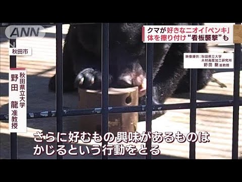 新潟県に「クマ出没特別警報」　目撃900件超 特別予算で対策へ(2023年10月26日)