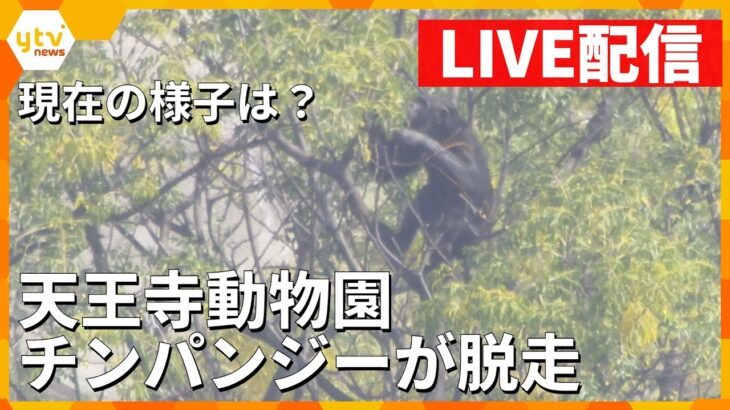 【LIVE】天王寺動物園でメスのチンパンジーが脱走！園内の木の上で発見、周辺を関係者らが大きな網を持って取り囲む【読売テレビニュース】