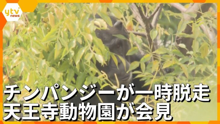 【LIVE記者会見】チンパンジーが一時脱走　天王寺動物園が会見