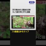 #shorts 「爪で刺された」襲撃の瞬間　キノコ採り中にクマと遭遇…“人身被害”過去最悪ペース