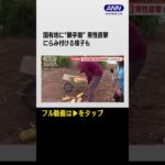 #shorts 【男性直撃 】河川敷に“勝手畑”　小屋に耕作機、4m超の木も…ゴミ散乱　増水リスクに住民不安の声