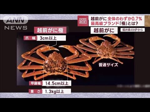 全体のわずか0.7％　最高級ブランド・越前がに「極」とは？(2023年11月10日)