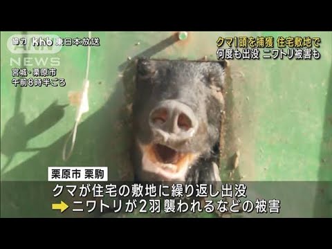 クマ1頭をわなで捕獲　ニワトリ被害も　宮城・栗原市(2023年11月10日)