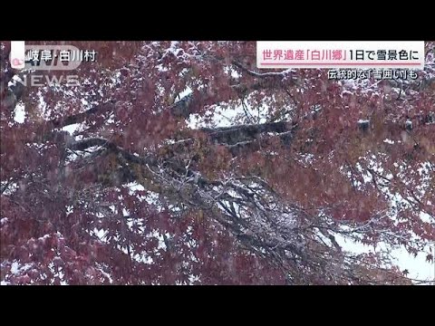 全国で荒天　世界遺産・白川郷は1日で銀世界に　合掌造りの「雪囲い」も(2023年11月18日)