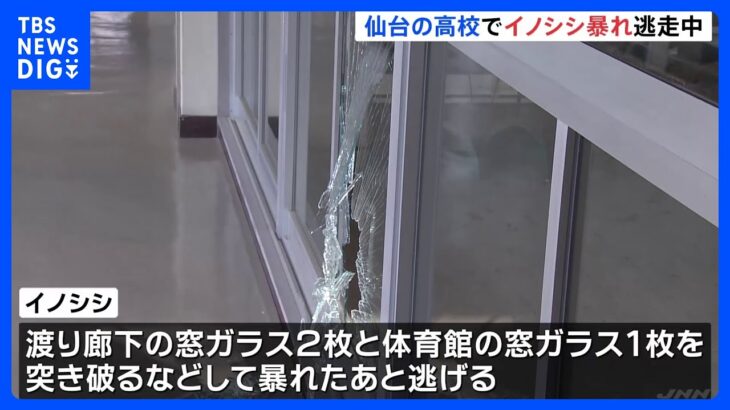 仙台の高校でイノシシ暴れ逃走中　校舎1階渡り廊下の窓ガラス2枚と体育館の窓ガラス1枚を突き破る｜TBS NEWS DIG