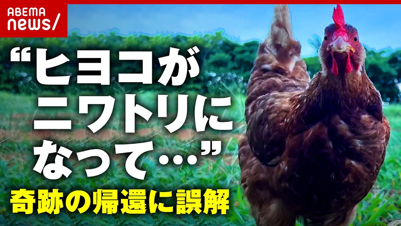 【奇跡の帰還】「脱走時ほぼ”ニワトリ”」1人歩きする”ヒヨコ”のイメージ 飼い主が明かした真相｜ABEMA的ニュースショー