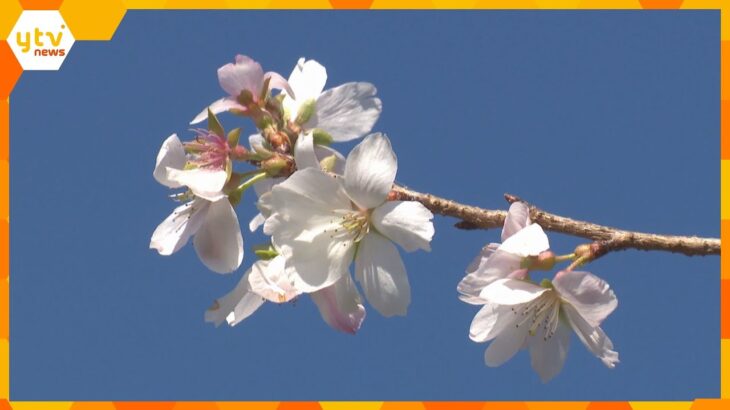 赤とピンクのコントラストにウットリ　1年で春と秋の2回花を咲かせる「四季桜」が見ごろ　滋賀・守山