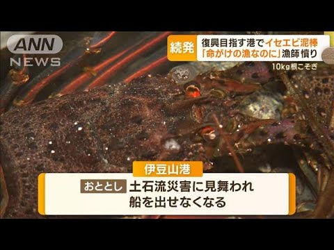 “イセエビ泥棒”復興目指す港で続発　10kg根こそぎも…「命がけの漁なのに」漁師憤り(2023年11月20日)