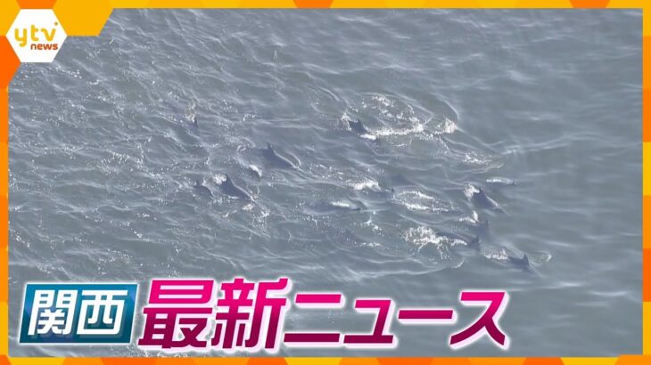 【ニュースライブ 11/1(水)】神戸市沖にイルカの群れ/火災で市議会議員死亡/茨木市元職員を収賄容疑で逮捕　ほか【随時更新】