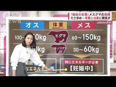 メスクマの危険…冬眠と出産に関係　11月、特に注意「被害相次ぐ要因のひとつ」(2023年11月8日)