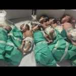 ガザ市のシファ病院で新生児含む12人死亡 「病院として機能していない」(2023年11月13日)