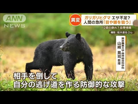 「クマ12頭の群れ？」秋田で目撃　冬眠遅くなる可能性　自動ドアを手動に変更の旅館も【もっと知りたい！】(2023年11月6日)