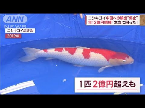 「本当に困った」年12億円規模　ニシキゴイ、中国への輸出“停止”(2023年11月10日)