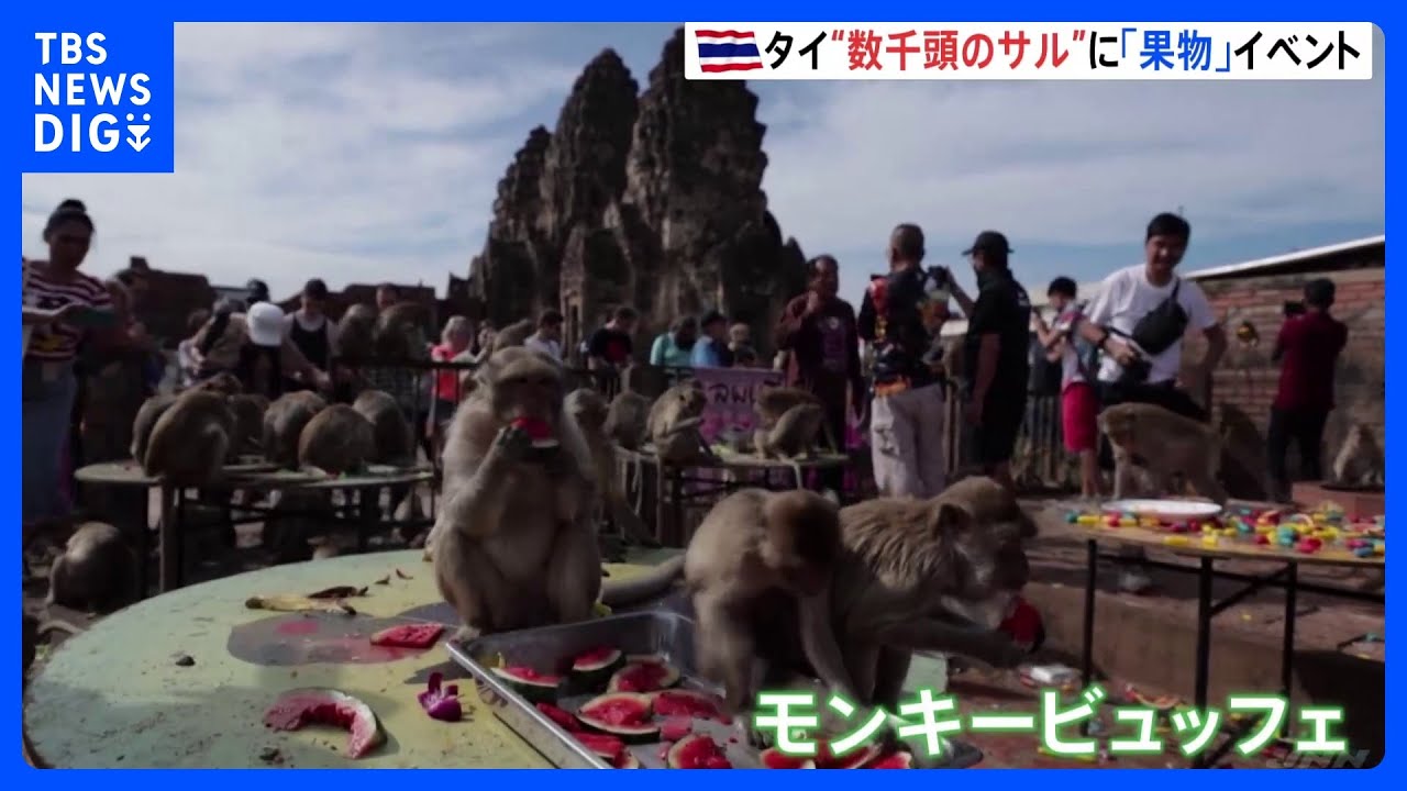 数千頭のサルにバナナなど総額約130万円振る舞う タイで「モンキービュッフェ」開催|TBS NEWS DIG
