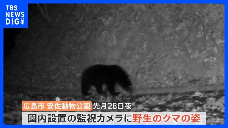 過去最悪ペース　クマの被害にあった人が全国で180人｜TBS NEWS DIG