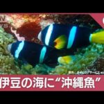 異変！伊豆の海にグルクン？シイラも次々と網に(2023年11月21日)