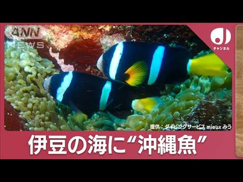 異変！伊豆の海にグルクン？シイラも次々と網に(2023年11月21日)