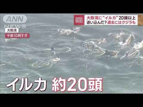 大阪湾に“イルカの群れ” 20頭以上迷い込んだ？ 過去にクジラ出現も(2023年11月1日)