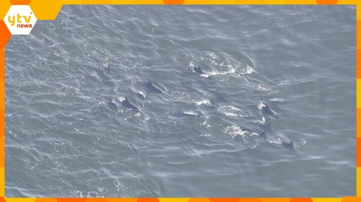 ジャンプする姿も！神戸市沖に20頭近くのイルカの群れ　専門家「イワシなど求めて迷い込んだのでは」