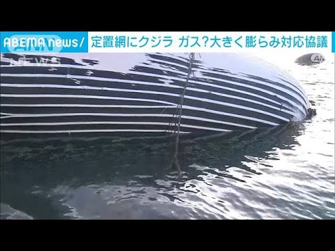 定置網にクジラ　ガス？大きく膨らみ対応協議(2023年11月15日)