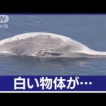 海上に仰向けの“クジラ”　宮城・石巻市(2023年11月15日)