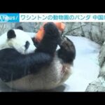 ワシントンの動物園のパンダ　中国に返還(2023年11月9日)