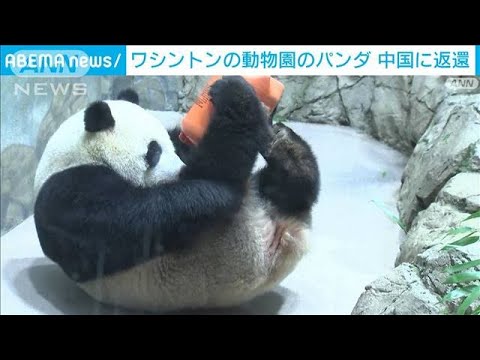 ワシントンの動物園のパンダ　中国に返還(2023年11月9日)