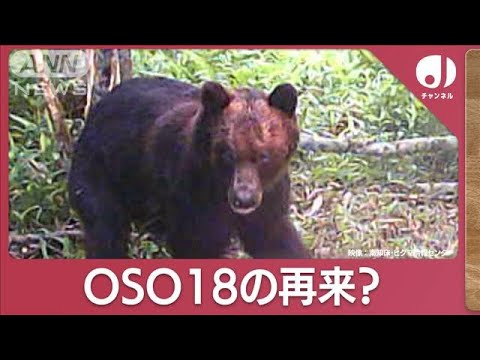 第2の「OSO18」続々？“肉食化”のメカニズム(2023年11月21日)