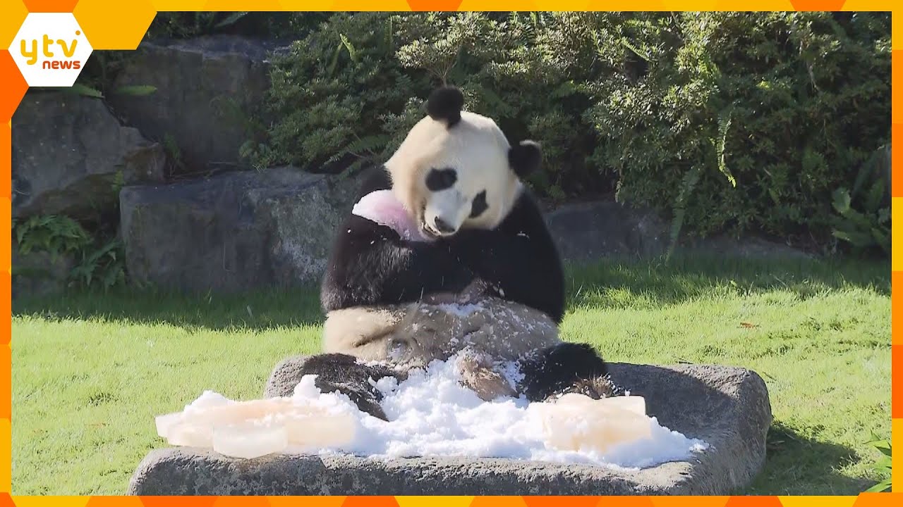 ジャイアントパンダ「楓浜」が3歳に　「カエデの形」の氷や「7種類の竹」をプレゼント　和歌山・白浜