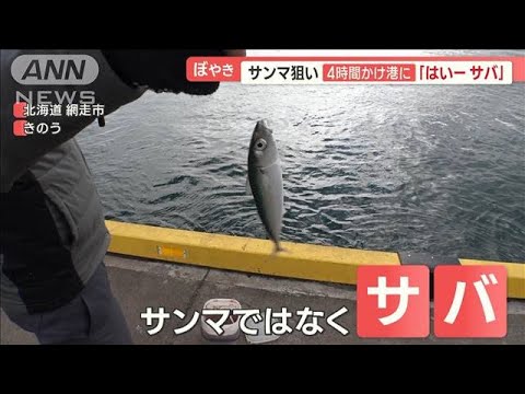 網走港にサンマ大群　爆釣から一転…「3日で0匹」どこへ？　「サバばかり」釣り上げ【羽鳥慎一 モーニングショー】(2023年11月9日)