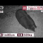 “巨大なヒグマ”捕獲　体重320kg　4人襲撃被害の経緯も明らかに(2023年11月7日)
